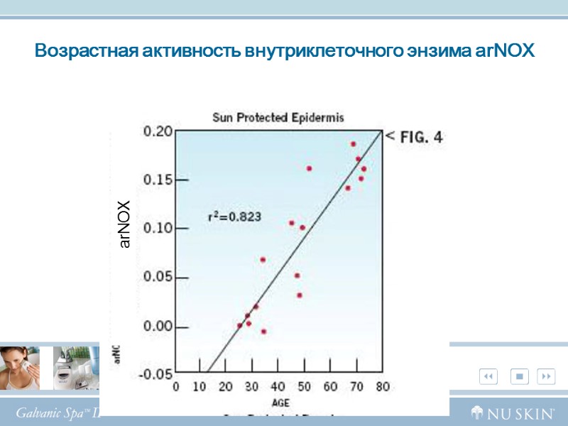 Возрастная активность внутриклеточного энзима arNOX arNOX